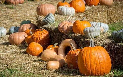 吃瓜群众是猴子,猴子的趣味观察