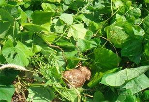 毛瓜叶怎么吃,探索健康美味的绿色新宠