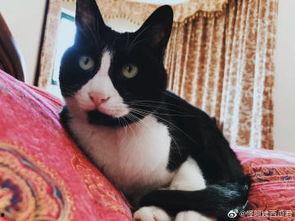 吃瓜怪阿姨,网络红人的崛起与影响力