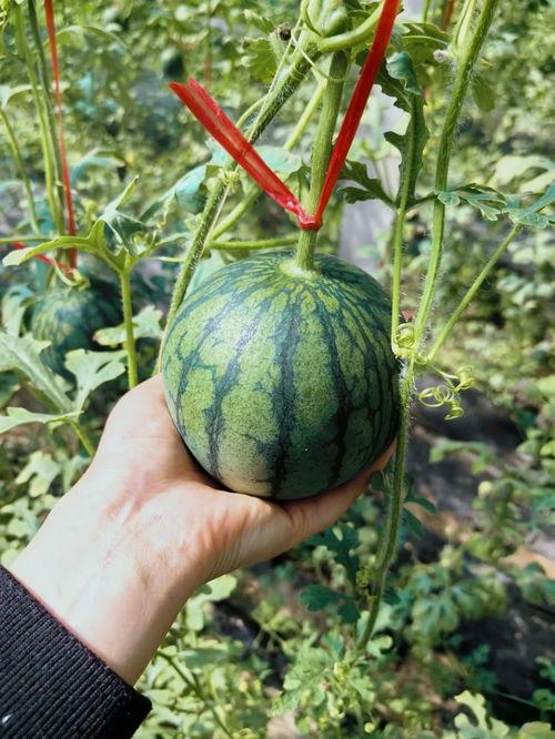 反人类吃瓜,揭秘反人类吃瓜背后的黑暗真相