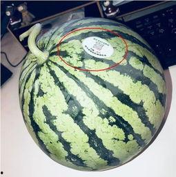 韩城网红 吃瓜,揭秘韩城网红“吃瓜”背后的故事