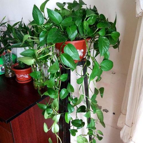 绿萝吃小瓜,植物界的“小瓜美食家”