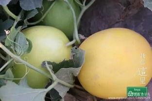 民勤瓜乡吃瓜视频,一场视觉与味蕾的吃瓜盛宴