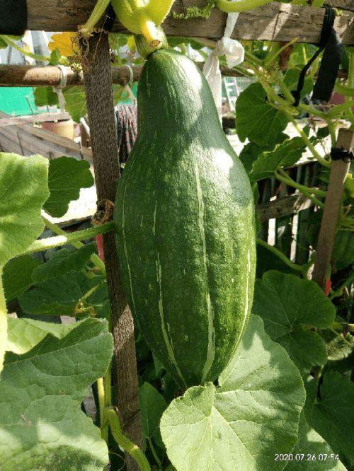 筷子和花花吃瓜,花花与筷子的美食奇遇记