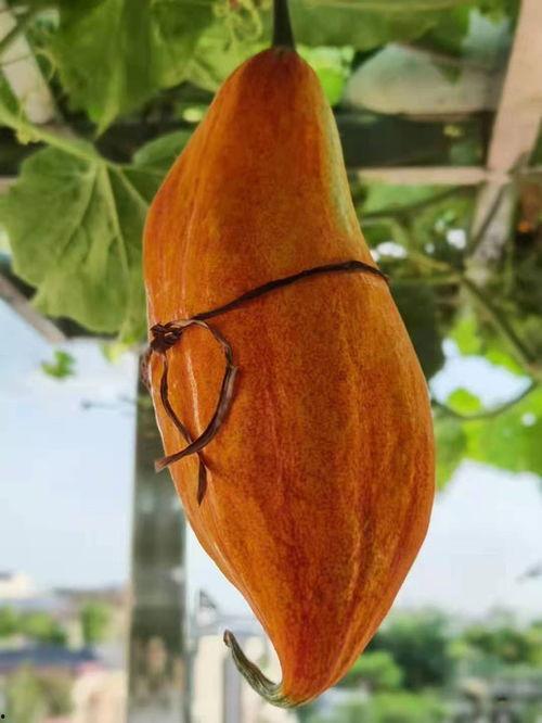 老鼠瓜的心可以吃吗,能否食用之谜揭秘