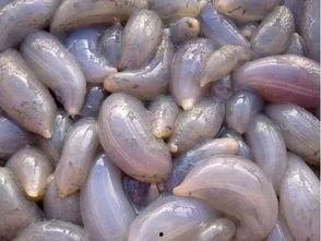 秦皇岛疫情吃瓜,吃瓜群众视角下的实时动态