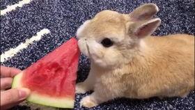 吃瓜兔兔,揭秘娱乐圈那些不为人知的幕后故事