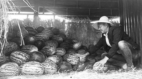 菏泽曹县吃瓜群众事件,网络舆论场上的风波与反思