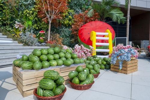 种吃瓜,探寻夏日吃瓜的乐趣与智慧