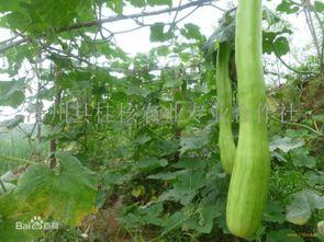 砍瓜吃视频大全,尽享美味瞬间！视频大全带你领略烹饪新境界
