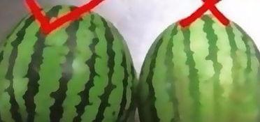 吃瓜小窍门大全