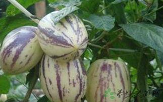 天天吃茄瓜好吗,健康生活的美味选择