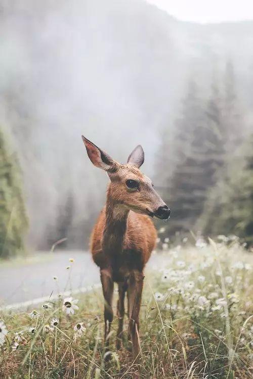 奇鹿吃瓜君,揭秘娱乐圈那些不为人知的幕后故事