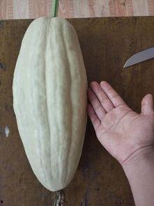 小瓜怎么吃没毒,揭秘无毒食用方法