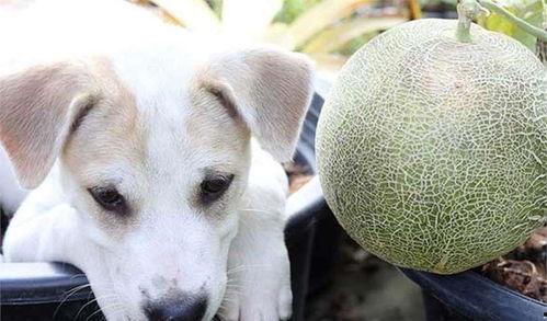 狗狗可以吃新疆蜜瓜,狗狗的夏日美味佳肴