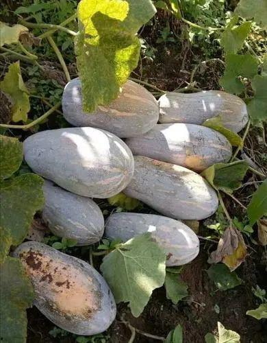 云南吃种子的瓜,探寻吃种子的瓜的独特魅力