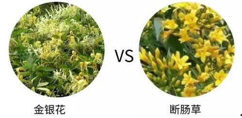 小白花吃瓜,揭秘娱乐圈的甜蜜与苦涩