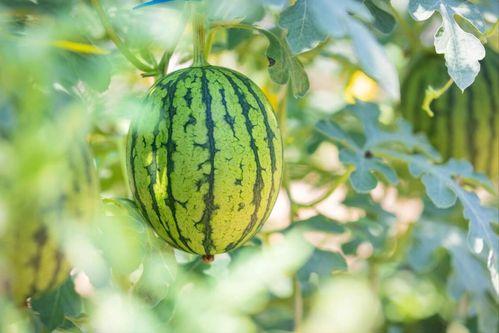 哪个地方吃瓜最爽,揭秘全国吃瓜最爽之地