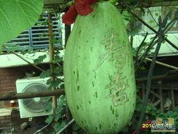 小区业主吃瓜,揭秘小区业主的吃瓜日常