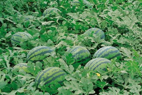 邯郸魏县吃瓜最新,夏日吃瓜盛宴，品味乡村生活新风尚