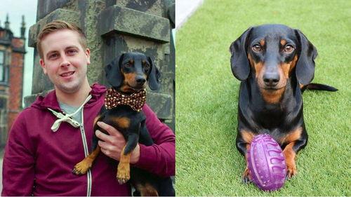 狗狗特效吃瓜,揭秘宠物界的“网红美食”