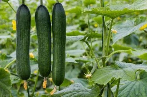 夏季常吃的瓜菜,清爽解暑的绿色美食之旅