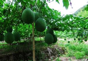 吊瓜哪里可以吃,从产地到餐桌的美食之旅