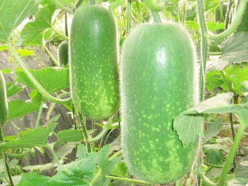 488吃瓜,揭秘娱乐圈背后的那些事儿