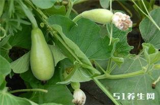 长期坚持吃瓜好吗