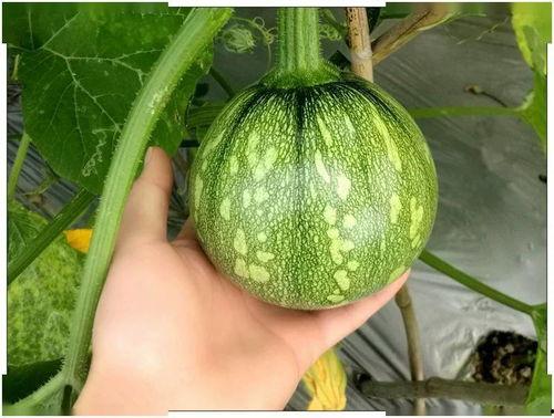 江西冶金吃瓜,揭秘“吃瓜”背后的产业风云