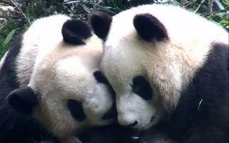 熊猫吃瓜解说,揭秘动物界的“美食家”