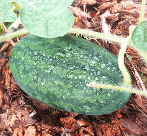 找瓜并吃瓜,揭秘网络“吃瓜”文化的魅力与争议