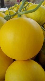 瑞红瓜怎么吃,解锁美味新体验