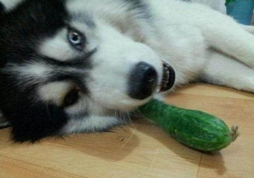 二哈吃瓜而已视频,萌宠视角下的娱乐圈风云