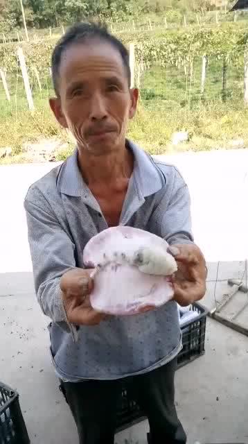 工程大叔吃瓜,揭秘工程界的趣味瞬间