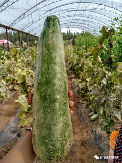 带你吃瓜铁岭,带你吃瓜，品味地道风味