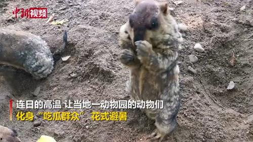 动物吃瓜群众,揭秘它们的八卦生活 第1张 动物吃瓜群众,揭秘它们的八卦生活 第1张