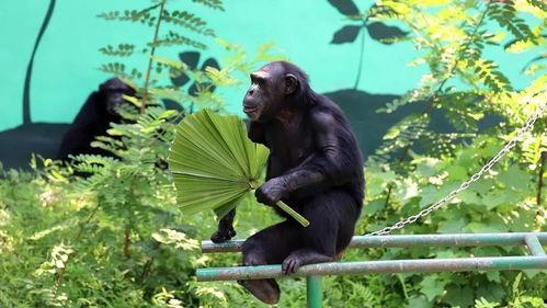 动物吃瓜群众,揭秘它们的八卦生活 第3张 动物吃瓜群众,揭秘它们的八卦生活 第3张