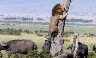 为了吃瓜爬到树上,一场别开生面的夏日奇遇 第1张 为了吃瓜爬到树上,一场别开生面的夏日奇遇 第1张