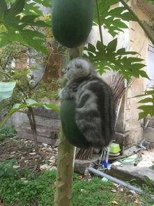 为了吃瓜爬到树上,一场别开生面的夏日奇遇 第2张 为了吃瓜爬到树上,一场别开生面的夏日奇遇 第2张