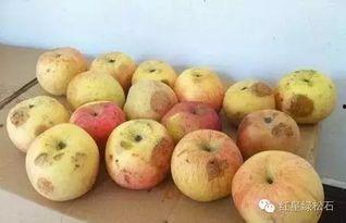 人家吃葫芦瓜,探寻民间美味新风尚  第3张