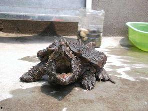 真鳄龟吃瓜蔬 第3张 真鳄龟吃瓜蔬 第3张