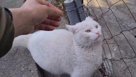 大眼吃瓜崽,揭秘娱乐圈的幕后故事