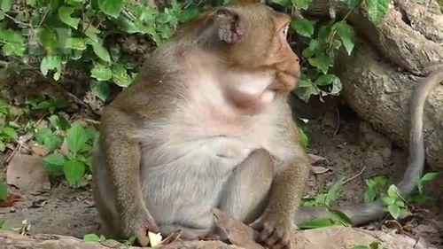 静静子吃瓜大王,揭秘吃瓜大王的瓜界传奇  第3张