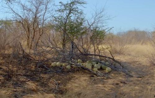 大型吃瓜现场搞笑,笑料横飞，笑不活了！  第2张