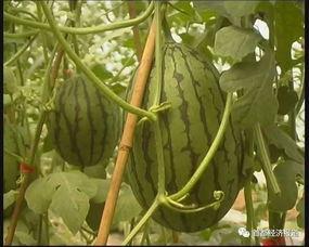 一线吃瓜和后线吃瓜,揭秘网络舆论场的双面世界  第2张