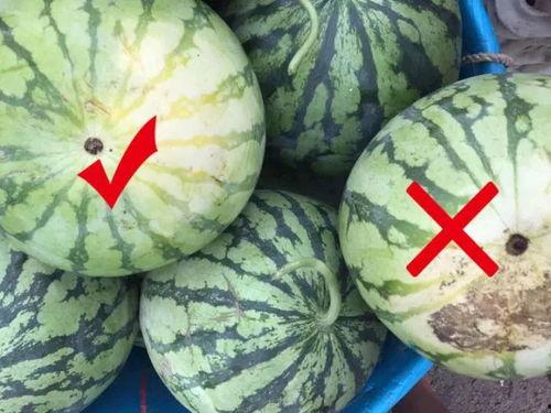 长时间吃黑瓜好吗,长期食用黑瓜的健康益处与注意事项