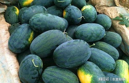 长时间吃黑瓜好吗,长期食用黑瓜的健康益处与注意事项  第3张