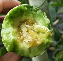 吃雷瓜有那些好处,揭秘吃雷瓜的五大益处  第3张