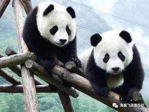 日本熊猫外卖吃瓜,吃瓜群众的独特“熊猫美食”体验  第1张